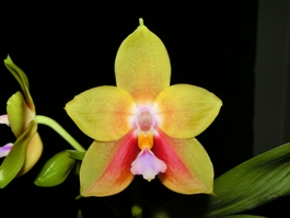 Phalaenopsis Phoenix Passion Desert Sun HCC/AOS 79 pts.